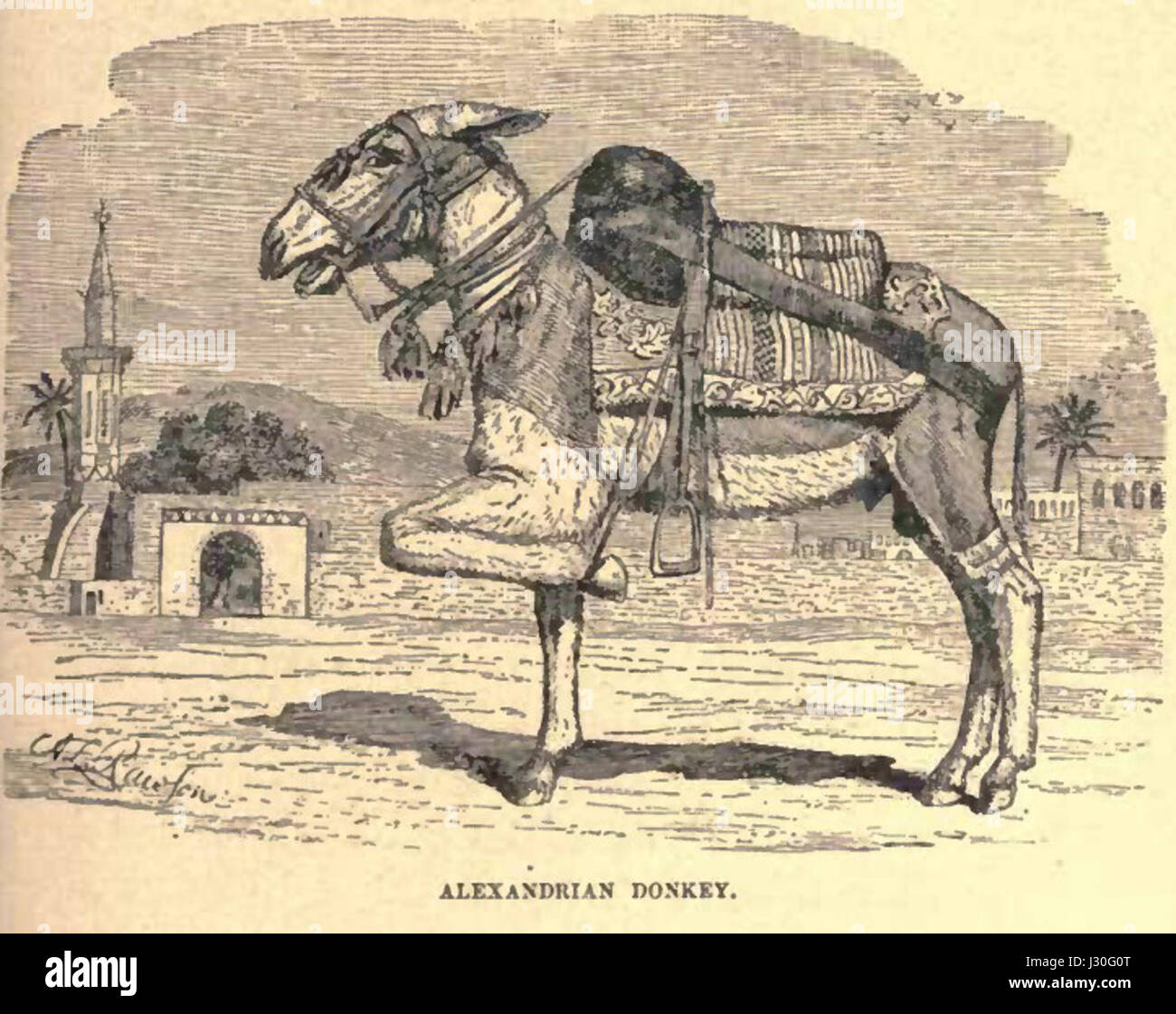 Le terme « âne d'Alexandrie » désigne une race ou un type d'âne associé à la ville égyptienne d'Alexandrie. Connu pour sa force, il a été utilisé historiquement pour le transport et la main-d'œuvre dans la région. Banque D'Images Le terme « âne d'Alexandrie » désigne une race ou un type d'âne associé à la ville égyptienne d'Alexandrie. Connu pour sa force, il a été utilisé historiquement pour le transport et la main-d'œuvre dans la région. Banque D'Images