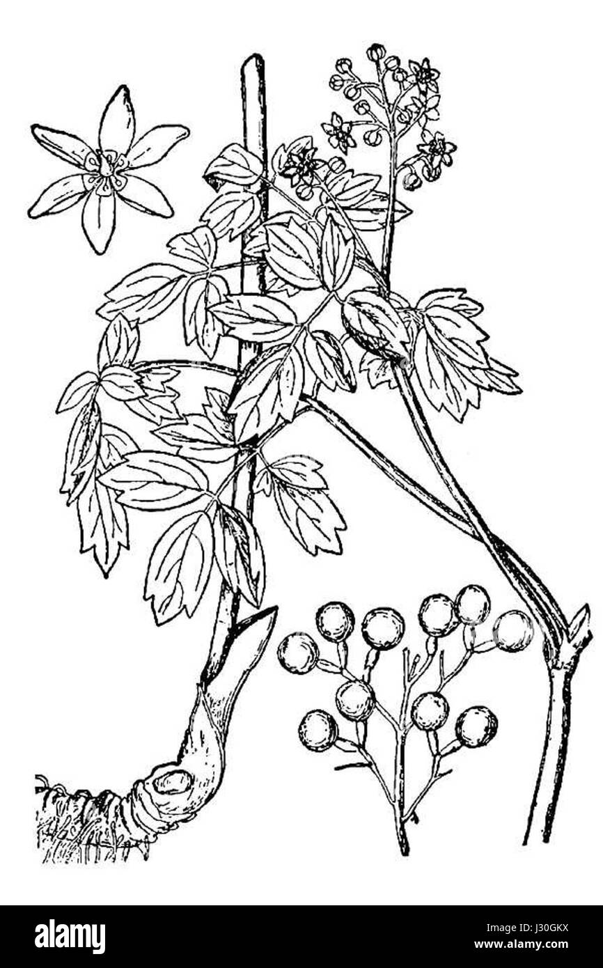 Caulophyllum thalictroides-BB Banque D'Images