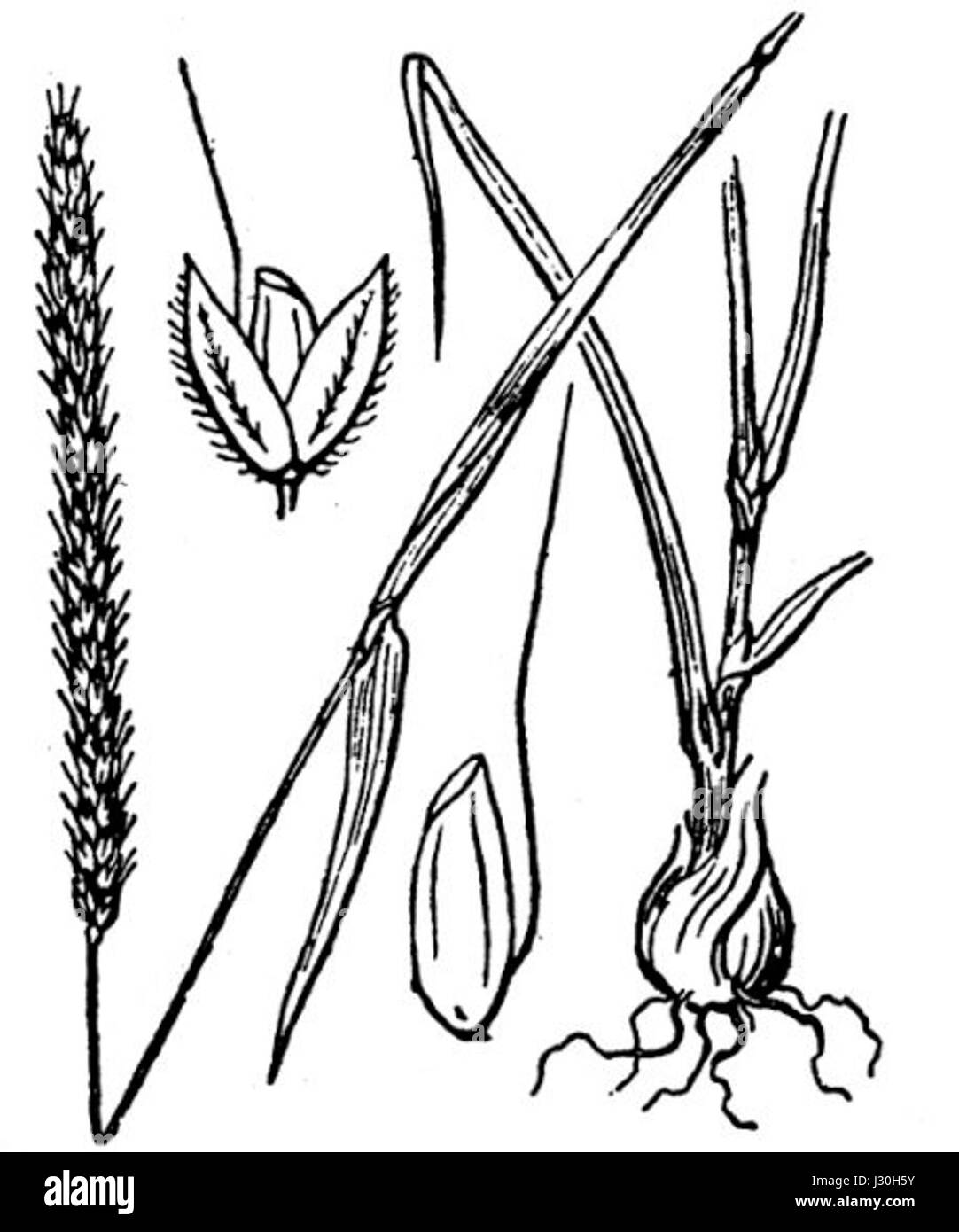 Alopecurus bulbosus est une espèce d'herbe connue pour son système racinaire bulbeux. On le trouve dans les régions tempérées et on l'étudie pour son rôle écologique dans les écosystèmes des prairies. Banque D'Images