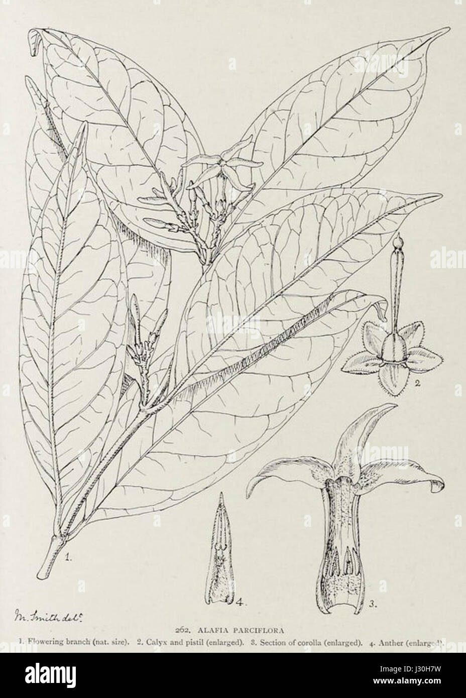 Alafia parciflora, une espèce végétale originaire de l'Afrique tropicale, est connue pour ses propriétés médicinales. En 1906, ses applications potentielles en médecine traditionnelle ont été documentées, soulignant son importance en ethnobotanique. Banque D'Images Alafia parciflora, une espèce végétale originaire de l'Afrique tropicale, est connue pour ses propriétés médicinales. En 1906, ses applications potentielles en médecine traditionnelle ont été documentées, soulignant son importance en ethnobotanique. Banque D'Images