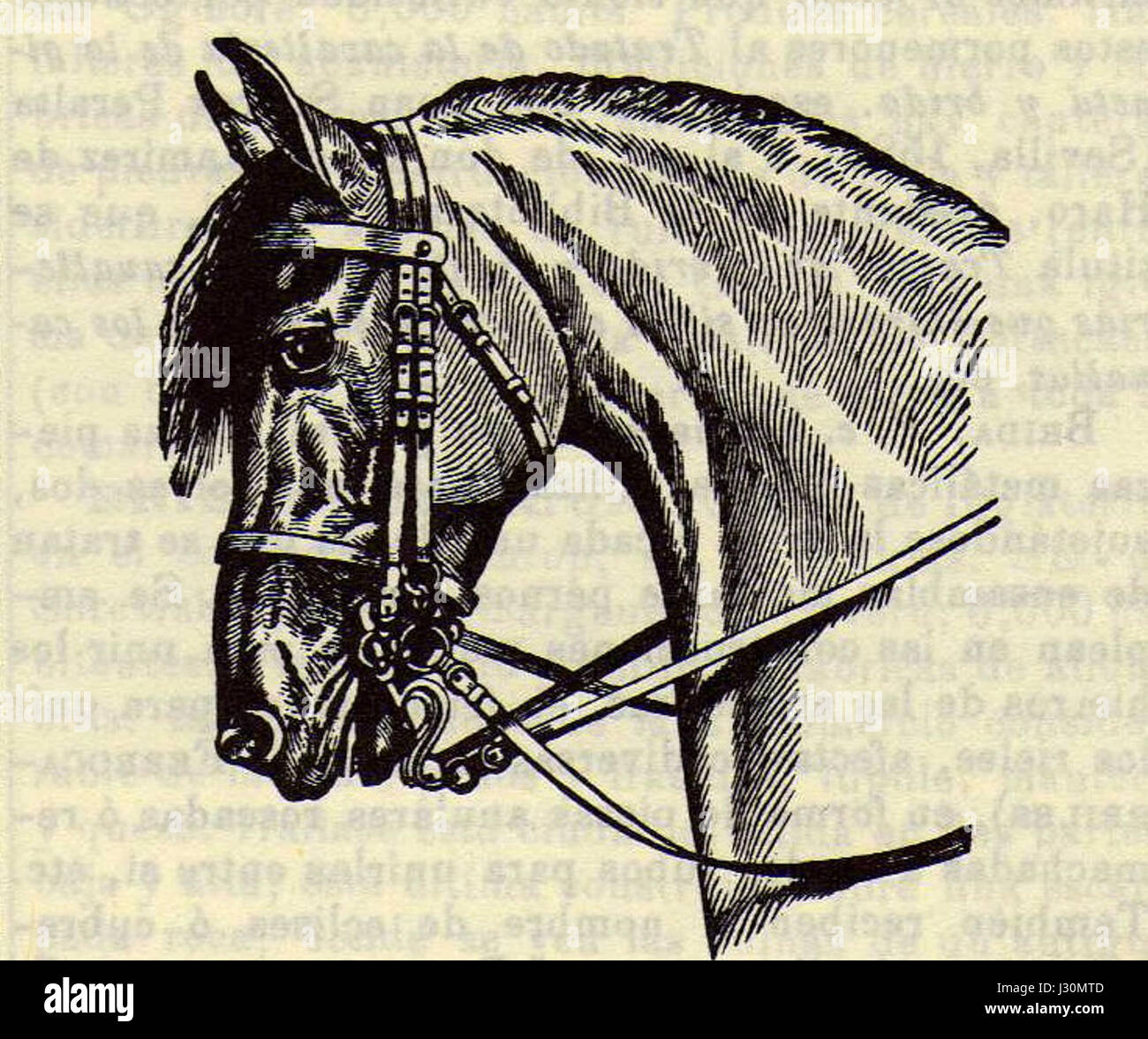 Brida de Schoenberckdo001 se réfère à un individu ou à un personnage historique, sans autre contexte fourni dans le titre. Banque D'Images