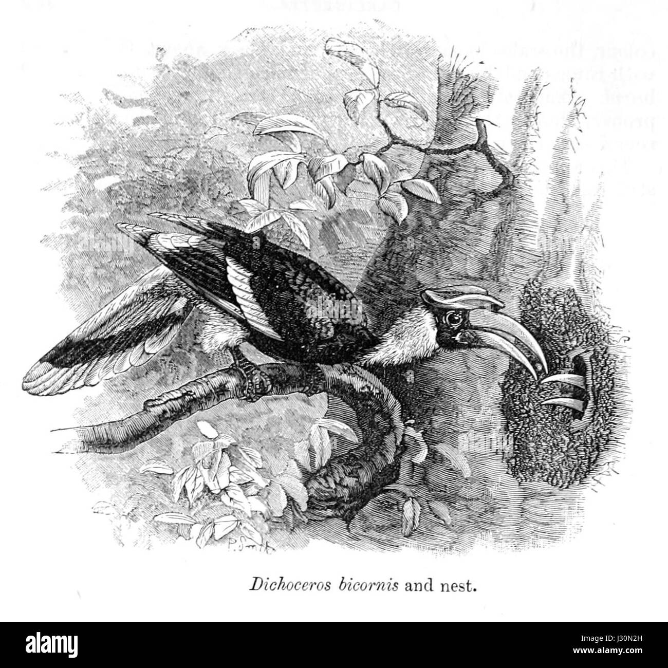 Buceros bicornis, également connu sous le nom de Grand bec de corne, est un grand oiseau originaire d'Asie du Sud-est. Il se distingue par son grand bec incurvé et son casque proéminent sur la mandibule supérieure. Cet oiseau joue un rôle important dans les écosystèmes locaux et fait l’objet d’efforts de conservation en raison de la perte d’habitat. Banque D'Images