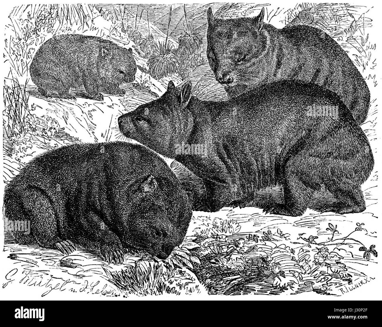 Brehms Tierleben Wombat - 1884 Banque D'Images