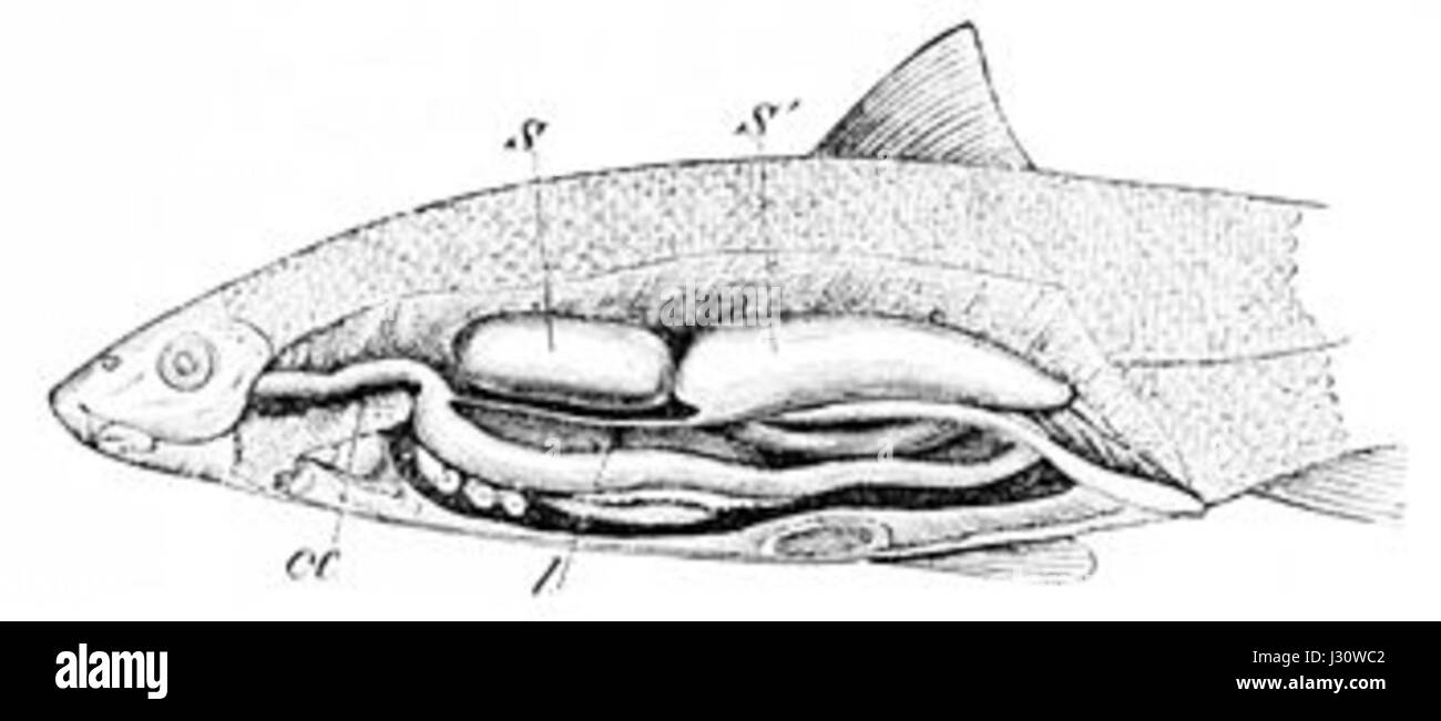 Une vessie d'air est une structure biologique présente dans certains organismes, en particulier les poissons, qui aide à réguler la flottabilité dans l'eau. Il joue un rôle essentiel dans le maintien de la stabilité et du contrôle dans les milieux aquatiques. Banque D'Images