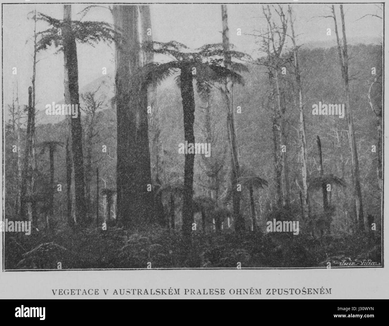 « Australian Forest After Fire » de 1901 par Korensky capture la dévastation et la transformation de la forêt suite à un incendie. L'œuvre offre un aperçu de la résilience de la nature et des conséquences de telles catastrophes naturelles. Banque D'Images