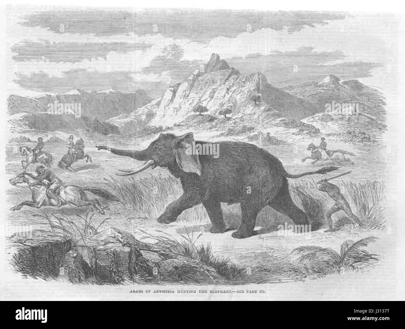 Chasse de l'éléphant d'arabie Banque D'Images