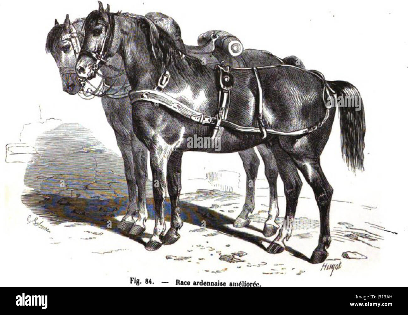 Ardennais est une race de chevaux originaire de la région des Ardennes, connue pour sa force et sa résilience. Cette race est généralement utilisée pour les travaux lourds de traction, à la fois dans l'agriculture et la foresterie, et est un symbole des traditions rurales. Banque D'Images