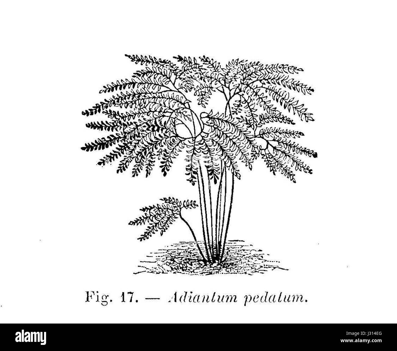 Adiantum pelatum, communément appelé fougère maidenhair, est une espèce de fougère connue pour ses frondes délicates en forme d'éventail. Ce dessin illustre l'aspect distinctif de la plante, mettant en valeur ses caractéristiques caractéristiques et sa structure. Banque D'Images