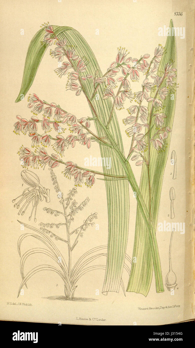 Alectorurus yedoensis est une espèce d'oiseau trouvée en Asie de l'est, communément appelée caille japonaise. Cette espèce est connue pour son aspect distinctif et son habitat dans la région. Banque D'Images