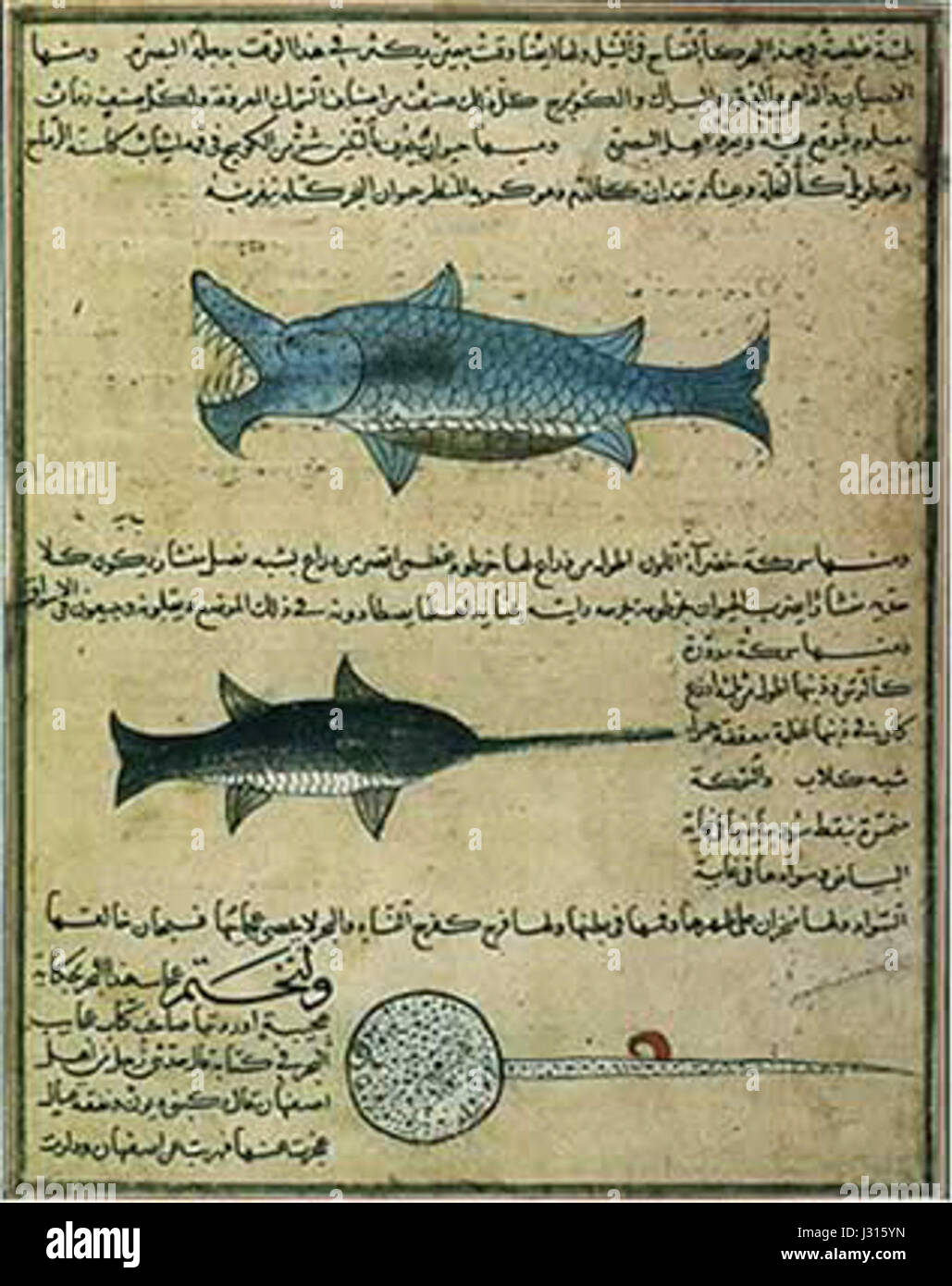 Arabic-Manuscript-zoologie Banque D'Images