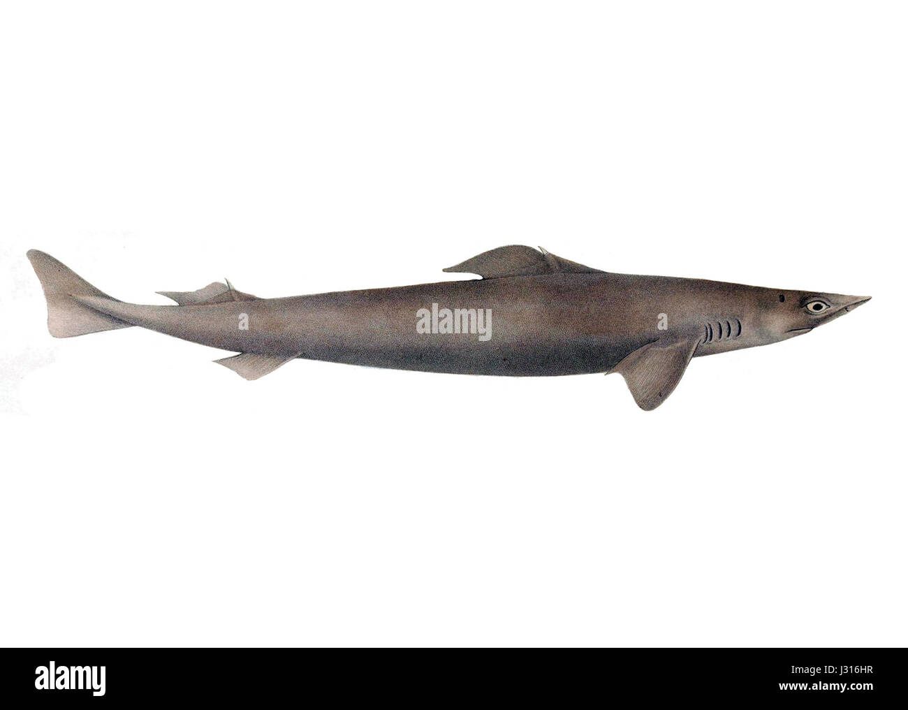 Centrophorus squamosus, connu sous le nom d'aiguillat commun, est une espèce de requin décrite pour la première fois en 1838. Elle se caractérise par sa peau rugueuse et texturée et se trouve dans les eaux profondes, souvent à des profondeurs importantes. L’espèce intéresse les biologistes marins en raison de ses caractéristiques physiques uniques et de son rôle écologique dans l’océan. Banque D'Images