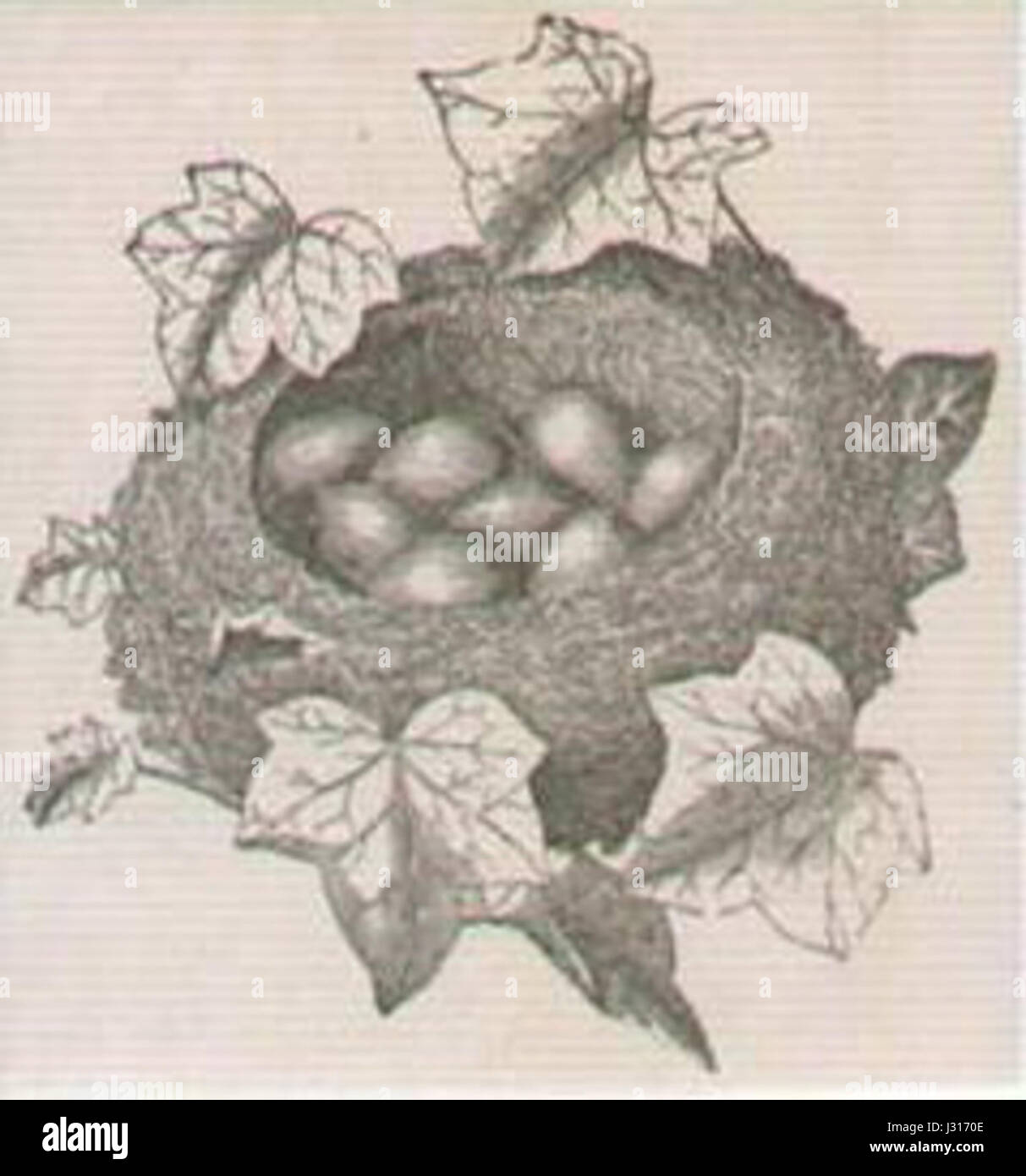 Gravure de 1852 mettant en valeur un nid d'oiseau avec des œufs de goldcrest, mettant en évidence les techniques d'illustration ornithologique du XIXe siècle. Banque D'Images