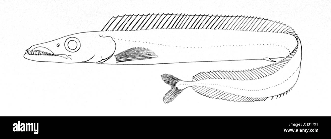 Aphanopus carbo, également connu sous le nom de sabre noir, est une espèce de poisson d'eau profonde trouvée dans l'est de l'océan Atlantique. Il est remarquable pour son corps long et élancé et sa coloration noire. Il habite les eaux profondes et est couramment trouvé à des profondeurs comprises entre 200 et 800 mètres. Cette espèce est principalement capturée à des fins commerciales, en particulier dans l'industrie de la pêche. Banque D'Images