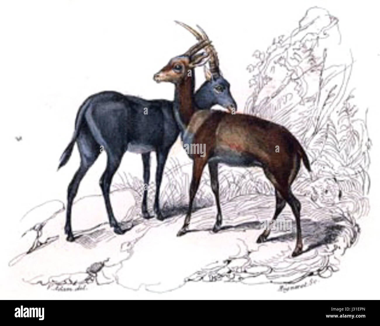 Bluebuck Banque D'Images