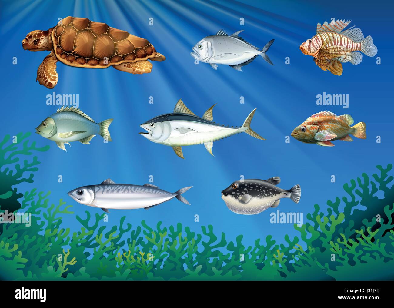 Les poissons et les tortues de mer sous la mer illustration Illustration de Vecteur