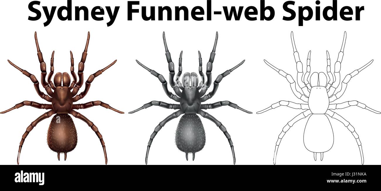 Caractère Doodle pour Sydney funnel spider web illustration Illustration de Vecteur