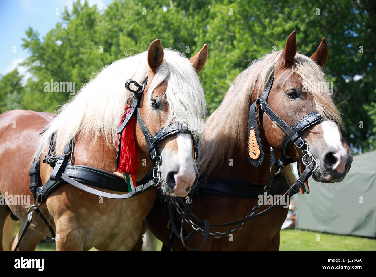 Les chevaux de la ferme avec de belles montées en attente du faisceau à la main pour aller au travail Banque D'Images