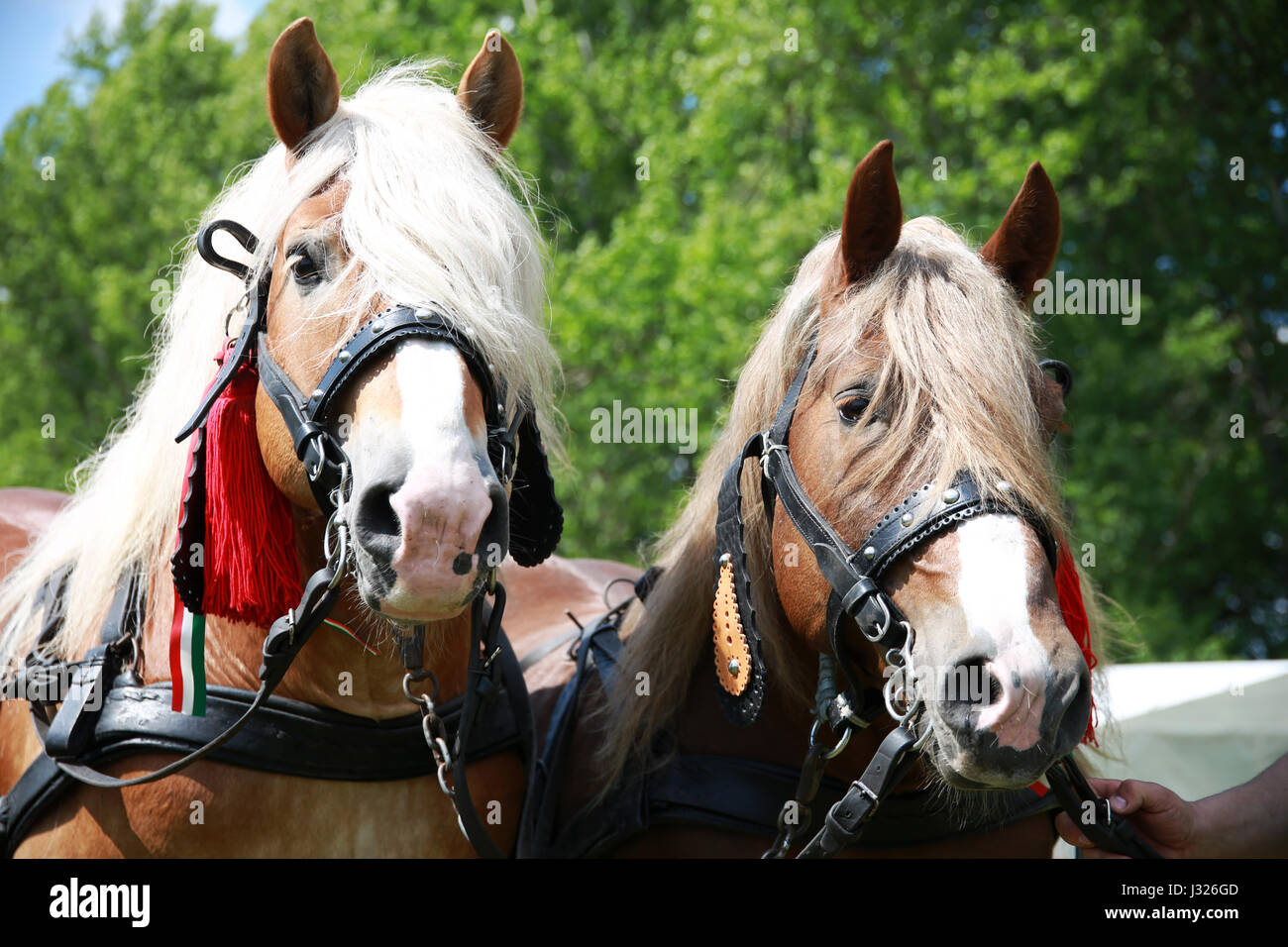 Les chevaux à sang froid en face de l'horse carriage Banque D'Images