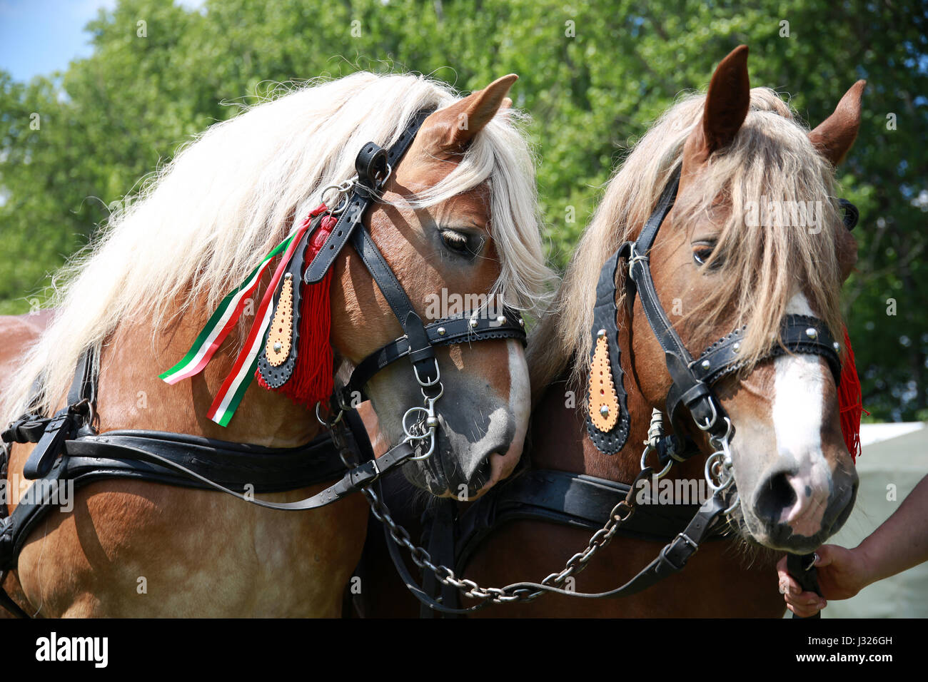 Les chevaux de la ferme avec de belles montées en attente du faisceau à la main pour aller au travail Banque D'Images