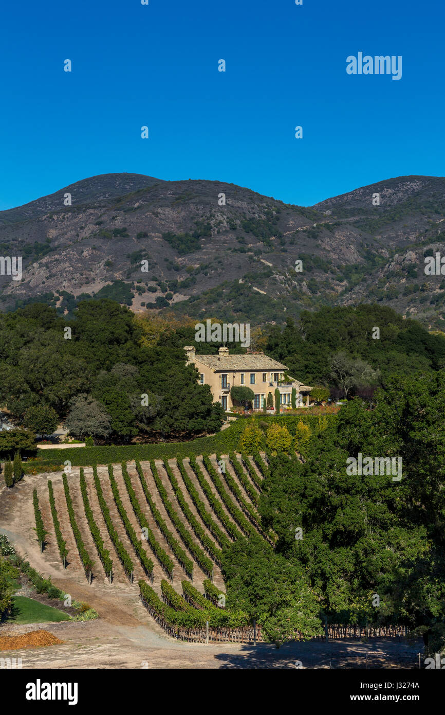 Vignoble de raisin, vigne, Sodaro Estate Vineyard and Winery, Napa, Napa Valley, Californie Banque D'Images