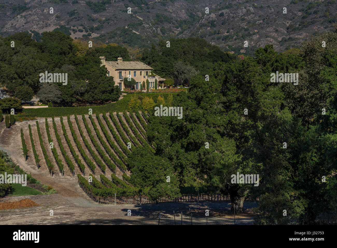Vignoble de raisin, vigne, Sodaro Estate Vineyard and Winery, Napa, Napa Valley, Californie Banque D'Images