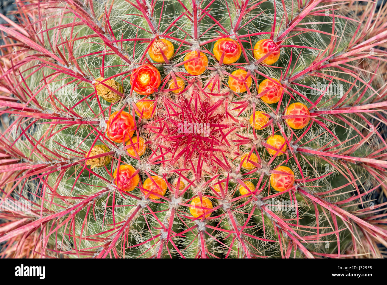 Près d'un baril de l'Arizona (cactus Ferocactus wislizeni) avec des fleurs orange Banque D'Images