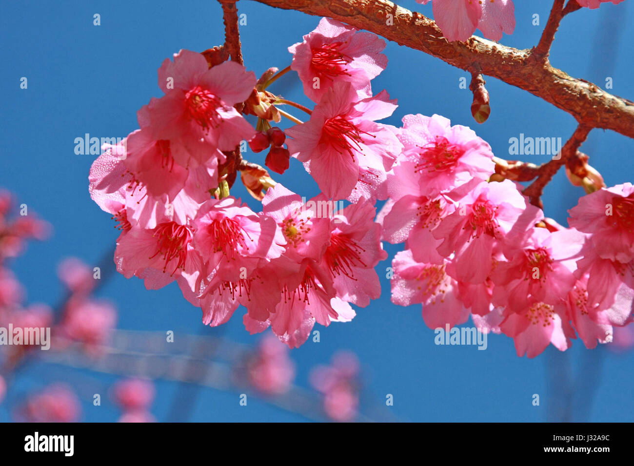 Goutte d'eau on cherry blossom rose sur fond de ciel bleu Banque D'Images