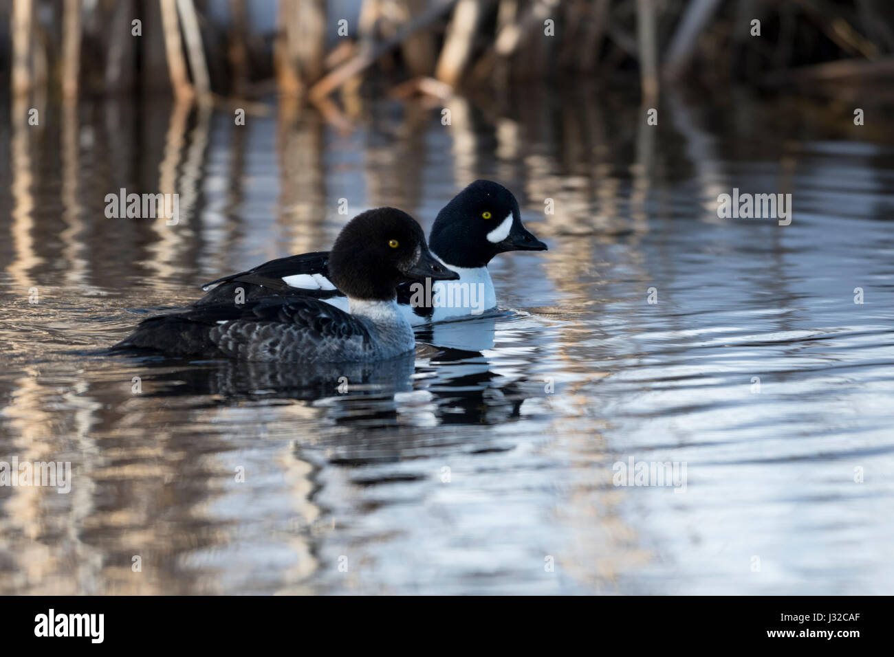 Garrot d'Islande / Spatelente ( Bucephala islandica ) en hiver, paire, femme avec homme ensemble, la natation, la plus grande région de Yellowstone, Wyoming, USA. Banque D'Images