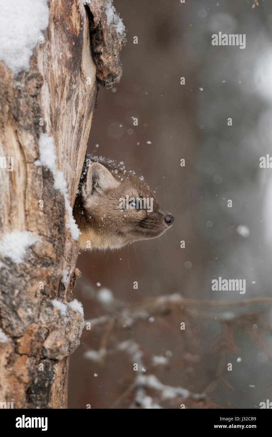 La martre d'Amérique / Baummarder / Fichtenmarder ( Martes americana ) en hiver, neige légère, regarder hors de sa tanière dans un arbre creux, Vous pourrie Banque D'Images