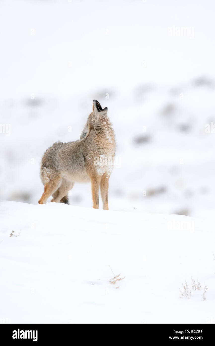 ( Kojote / Coyote Canis latrans ) en hiver, hurlements, debout dans la neige au sommet d'une colline, région de Yellowstone, Wyoming, USA. Banque D'Images