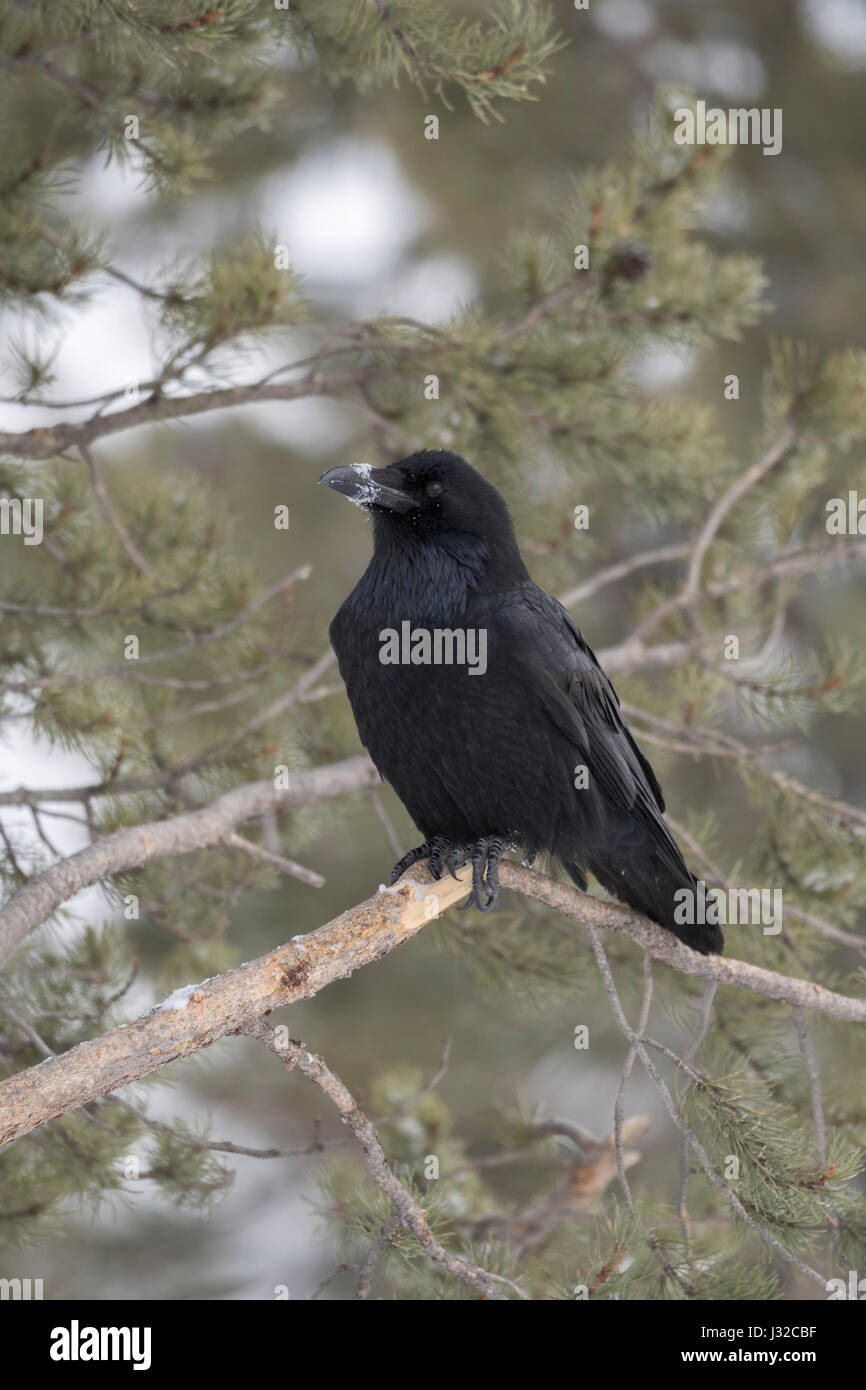 Grand Corbeau Corvus corax / Kolkrabe ( ) en hiver, perché dans un conifère arbre, avec de la neige à son bec, région de Yellowstone, Montana, USA. Banque D'Images