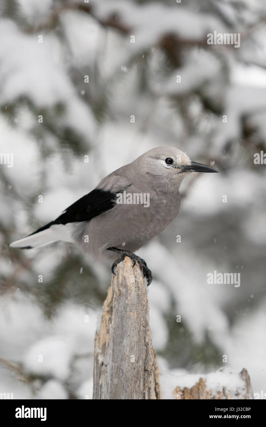 Le casse-noix / Kiefernhaeher ( Nucifraga columbiana ), perché au sommet d'une souche d'arbre, dans la neige, hiver, Montana, USA. Banque D'Images