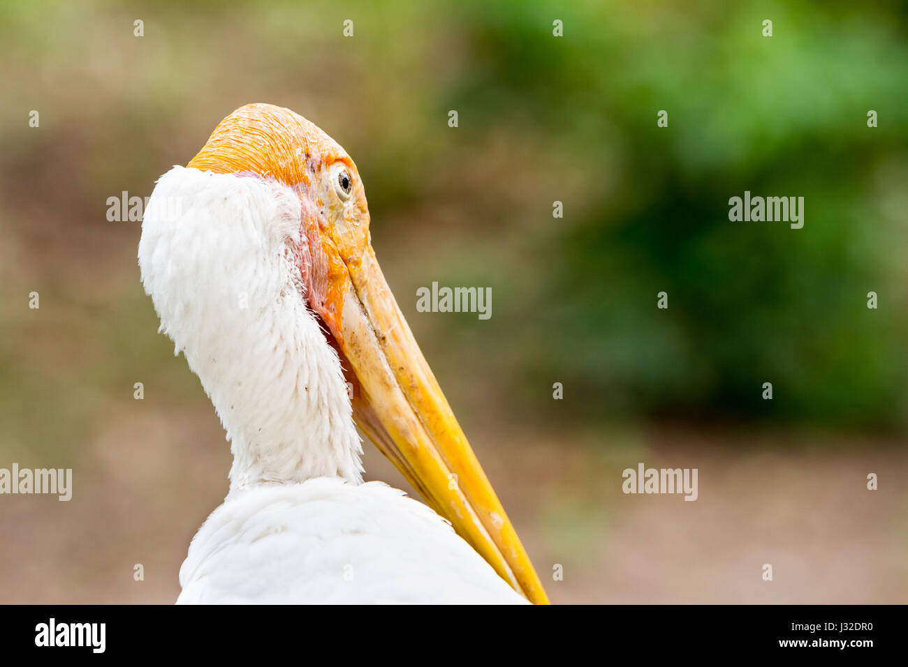 Dans le parc est un grand oiseau avec un grand bec Banque D'Images