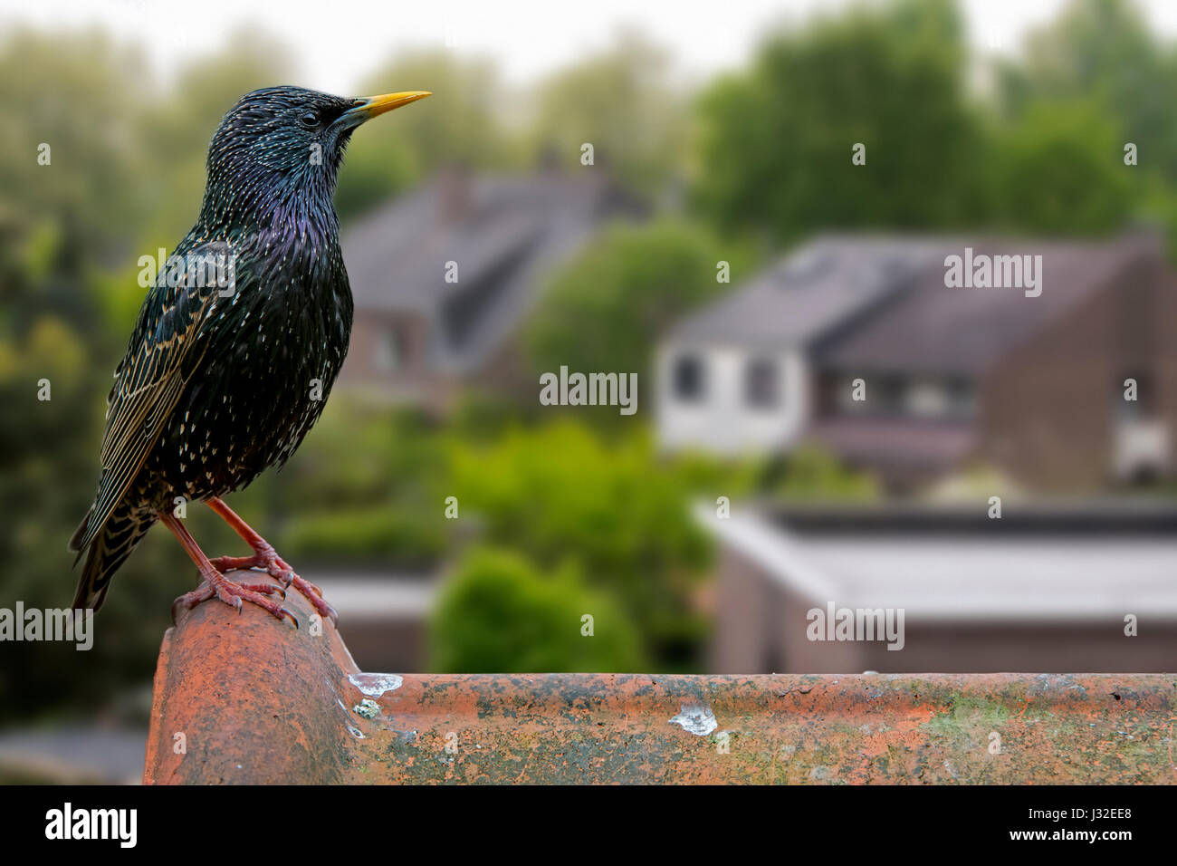 Étourneau sansonnet / l'étourneau sansonnet (Sturnus vulgaris) mâle perché sur toit tuile de chambre Banque D'Images