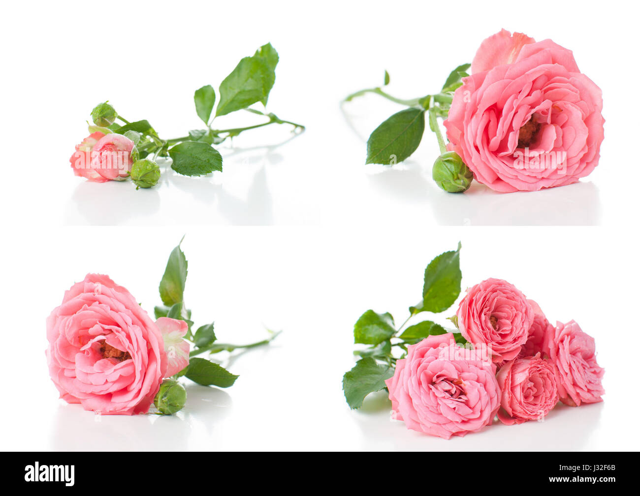 Roses rose vif, fleurs et bourgeons sur un fond blanc, collage, isolé Banque D'Images