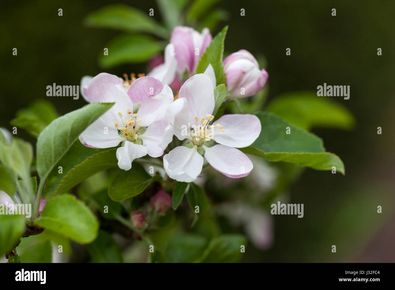 Gros plan de Malus domestica 'Charles Ross' fleur de pomme floraison au printemps, Angleterre, Royaume-Uni Banque D'Images