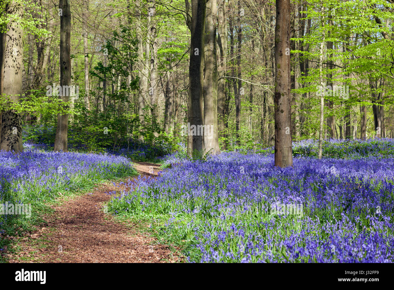 Un chemin parmi les cloches à fleurs dans le bois bleu de West Woods, près de Marlborough, Wiltshire, Angleterre, Royaume-Uni Banque D'Images