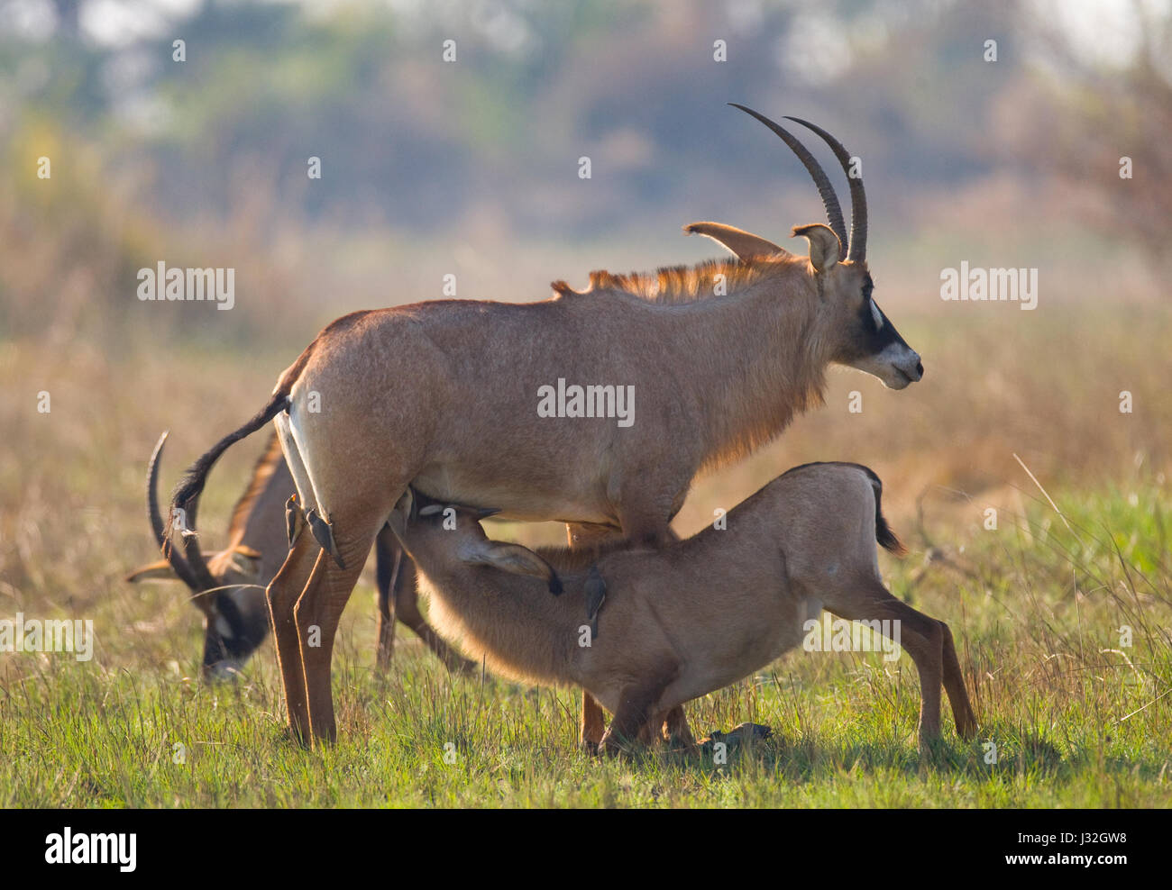 Antilope mâle et femelle pendant la saison d'accouplement. Botswana. Delta de l'Okavango. Banque D'Images