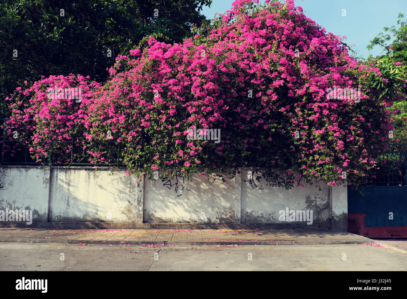 Grande maison avec fleurs de bougainvilliers en treillis de couleur pourpre sur mur de brique à Ho Chi Minh ville, Viet Nam le jour Banque D'Images