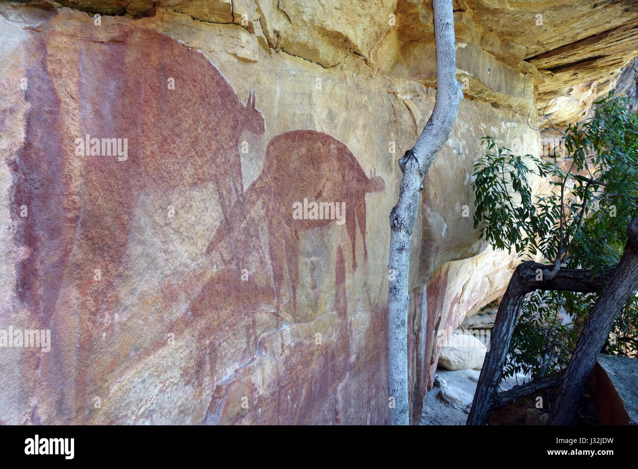 Les kangourous et les dingos ancêtre dans continuum rock art gallery, Jawalbinna, près de Laura, dans le sud de la péninsule du Cap York, Queensland, Australie. Pas de PR Banque D'Images