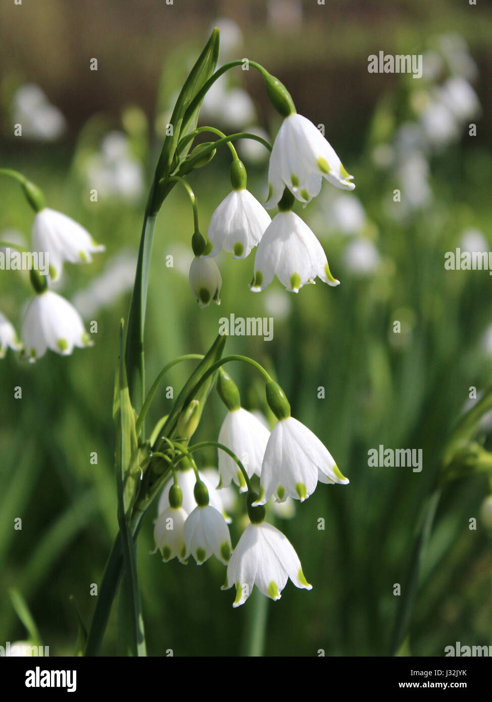 Les belles fleurs blanches de Leucojum aestivum également connu sous le nom de flocon d'été ou à l'extérieur de plus en plus Lily Loddon, dans un cadre naturel. Banque D'Images