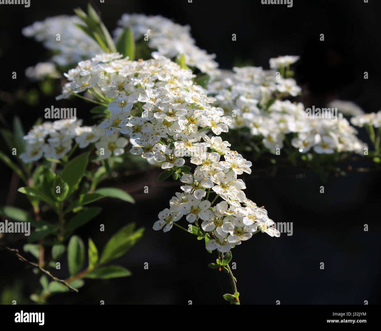 La belle couleur blanche de fleurs de printemps du jardin d'arbustes Spiraea arguta 'Bridal Wreath", sur un fond sombre. Banque D'Images