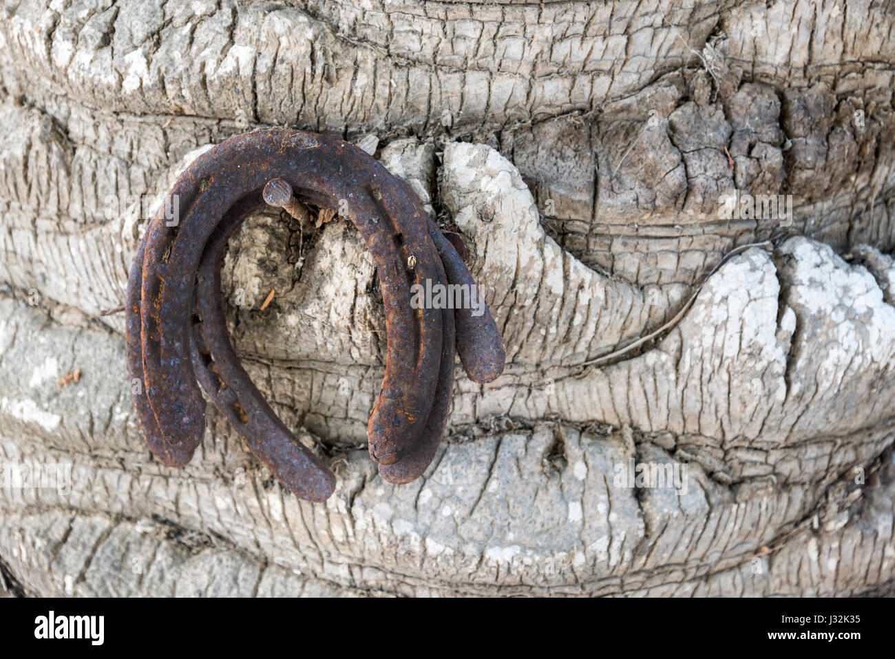 Trois anciens fers rouillés accroché à un tronc d'arbre, symbole de chance Banque D'Images