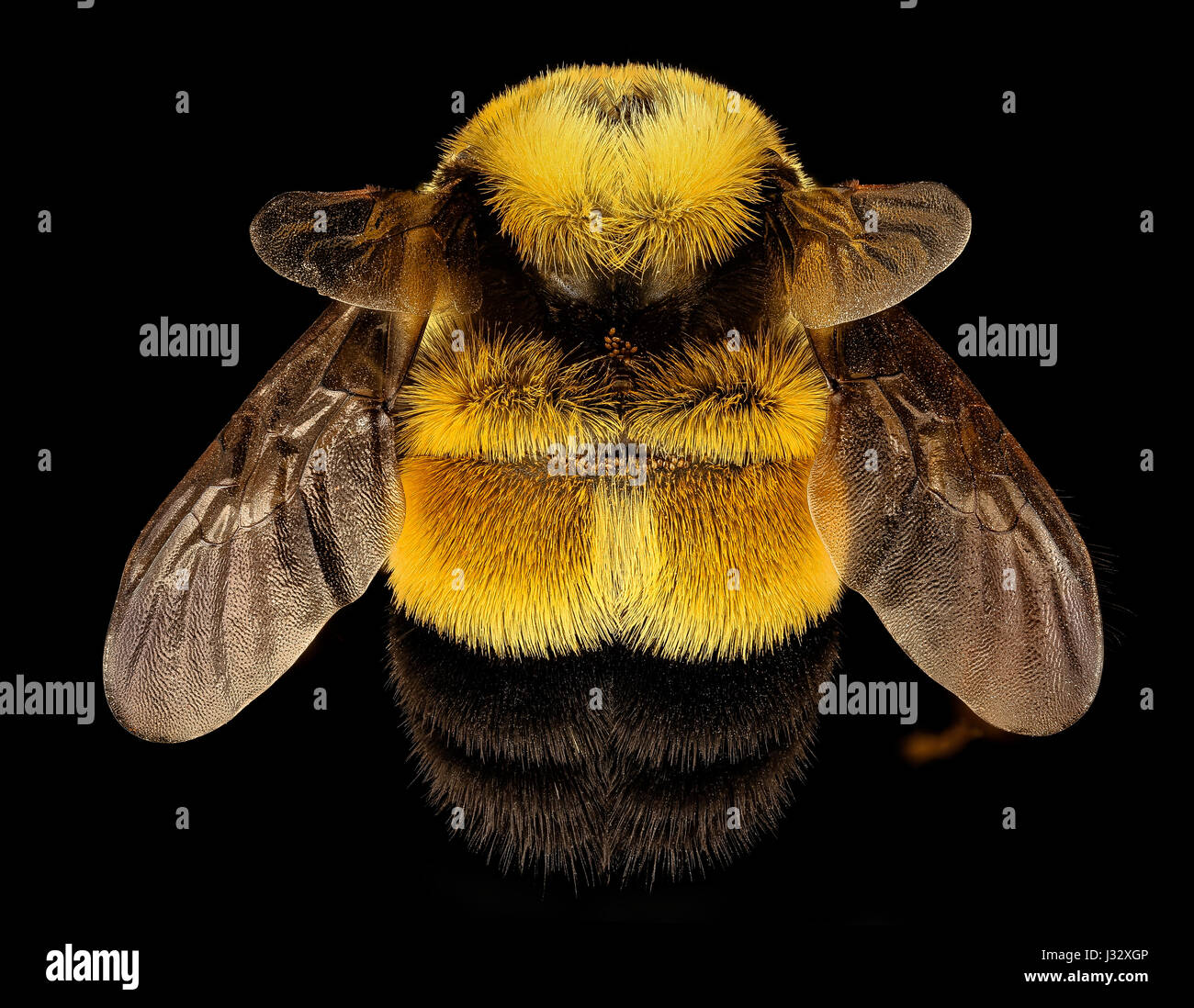 Bombus affinis, la reine des bourdons rouillée, observée à racine, Wisconsin. Cette espèce, connue pour son rôle dans la pollinisation, est une espèce menacée en 2017. Banque D'Images