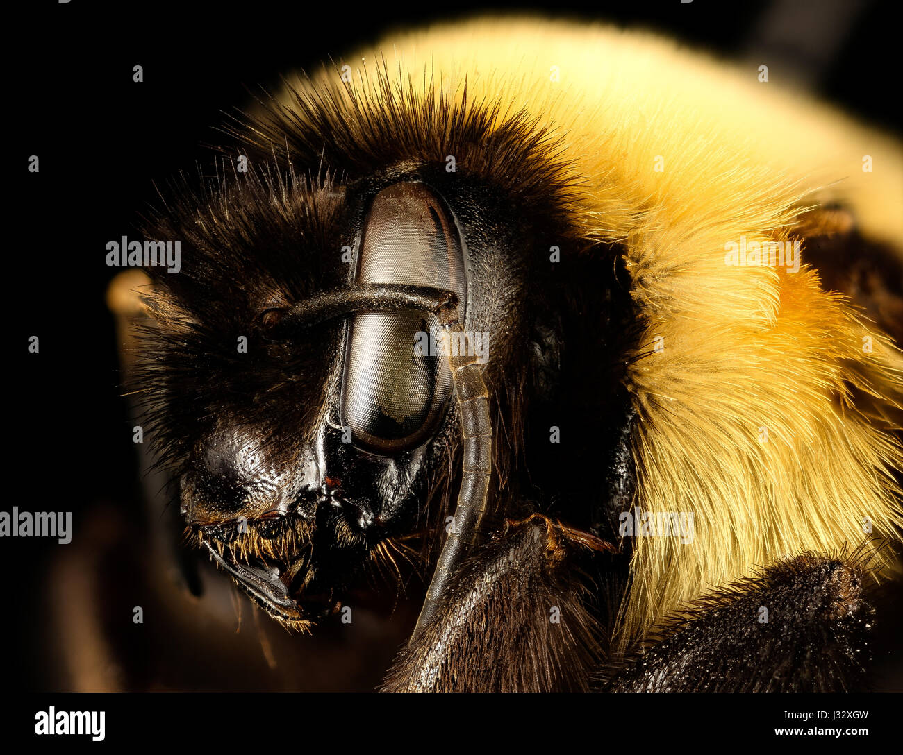 L'image représente une vue latérale d'une reine Bombus affinis (bourdon rouillé), photographiée par LW Macior à racine, Wisconsin en 1965, montrant les caractéristiques et les marques de l'espèce. Banque D'Images