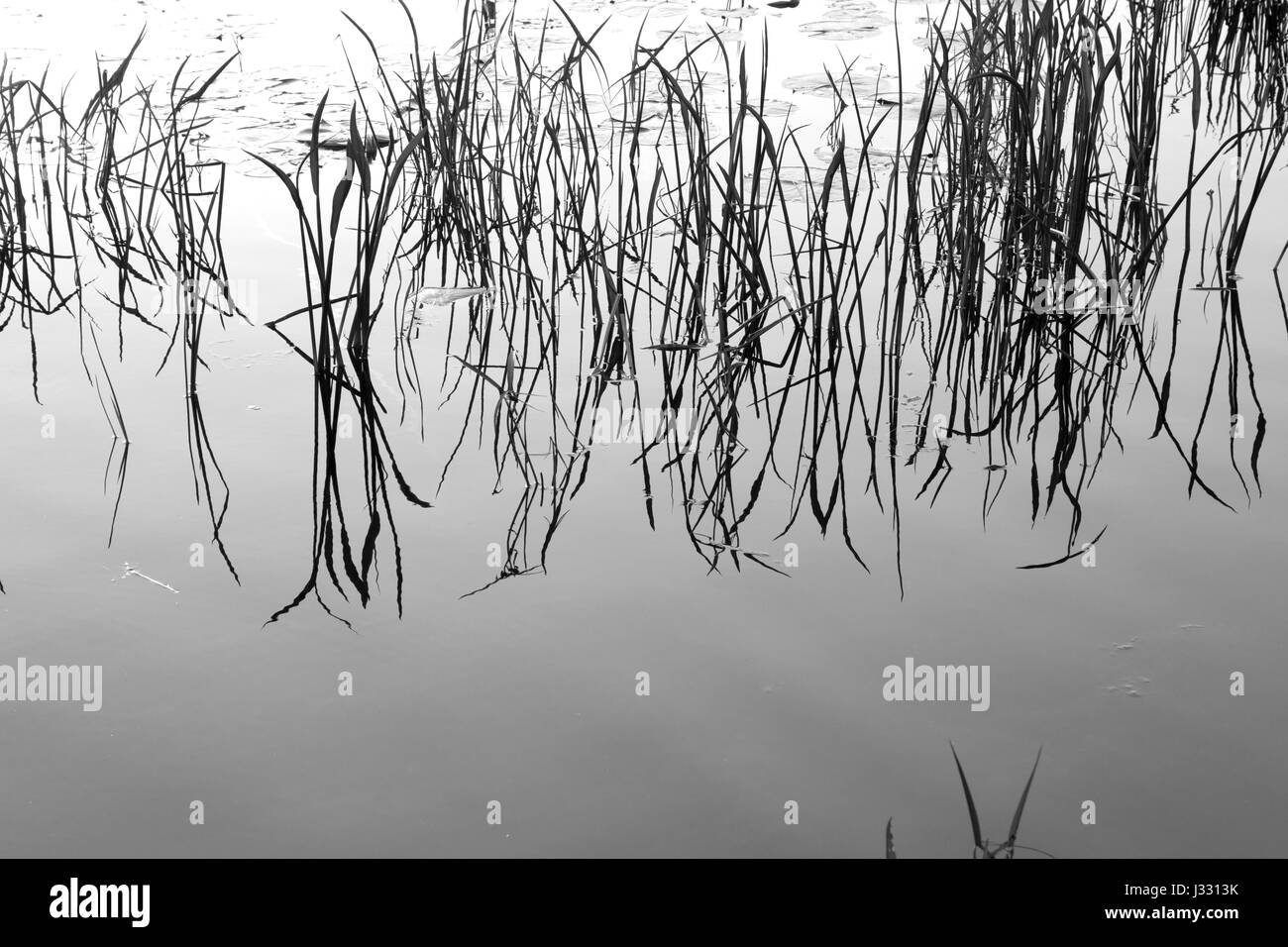 Close-up de haute résolution photo de hautes herbes reflet dans l'eau Banque D'Images