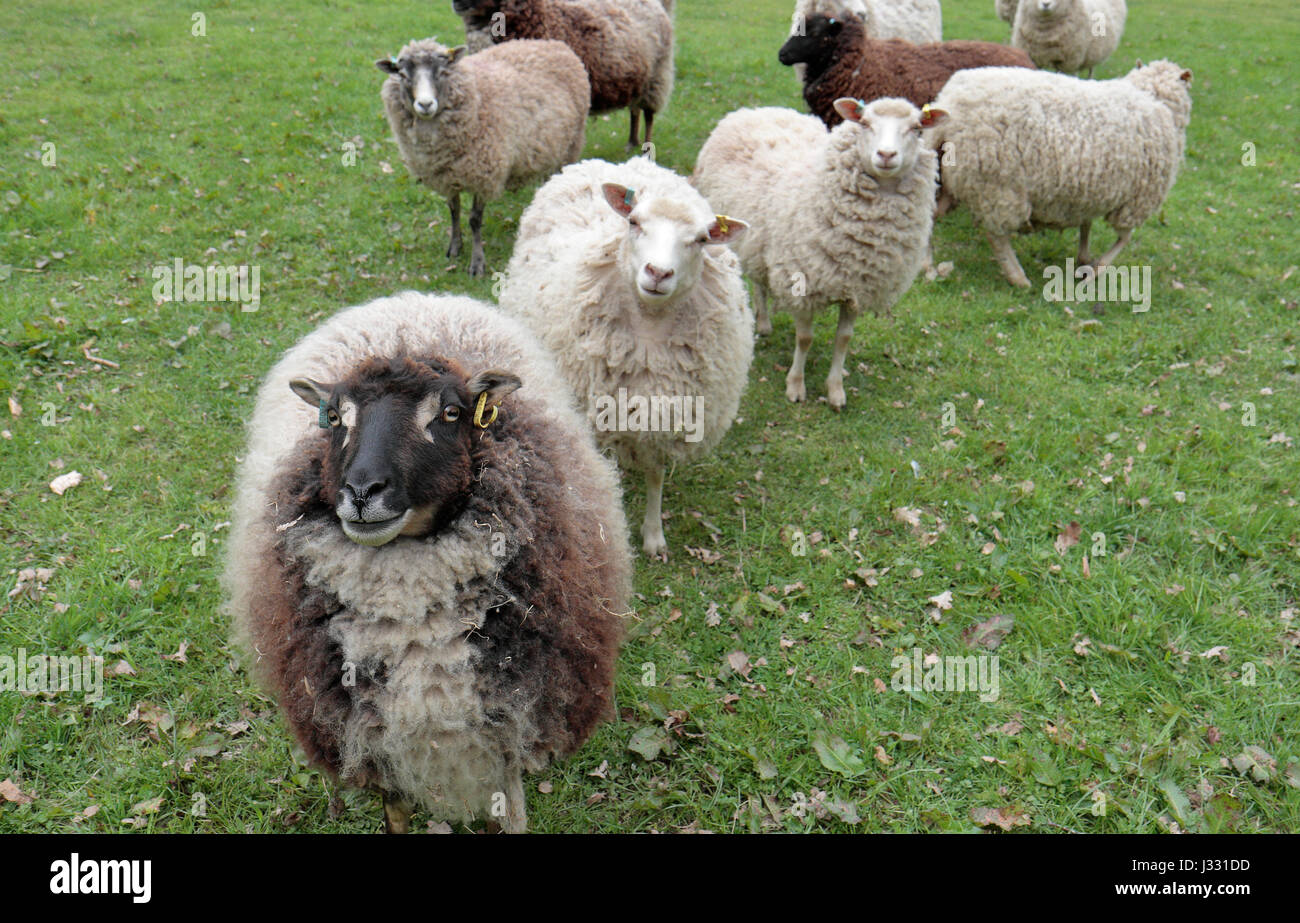 "Tu me regardes ?' moutons amusant avec retour à un creeped photographe dans un champ dans le Buckinghamshire, Royaume-Uni. Banque D'Images
