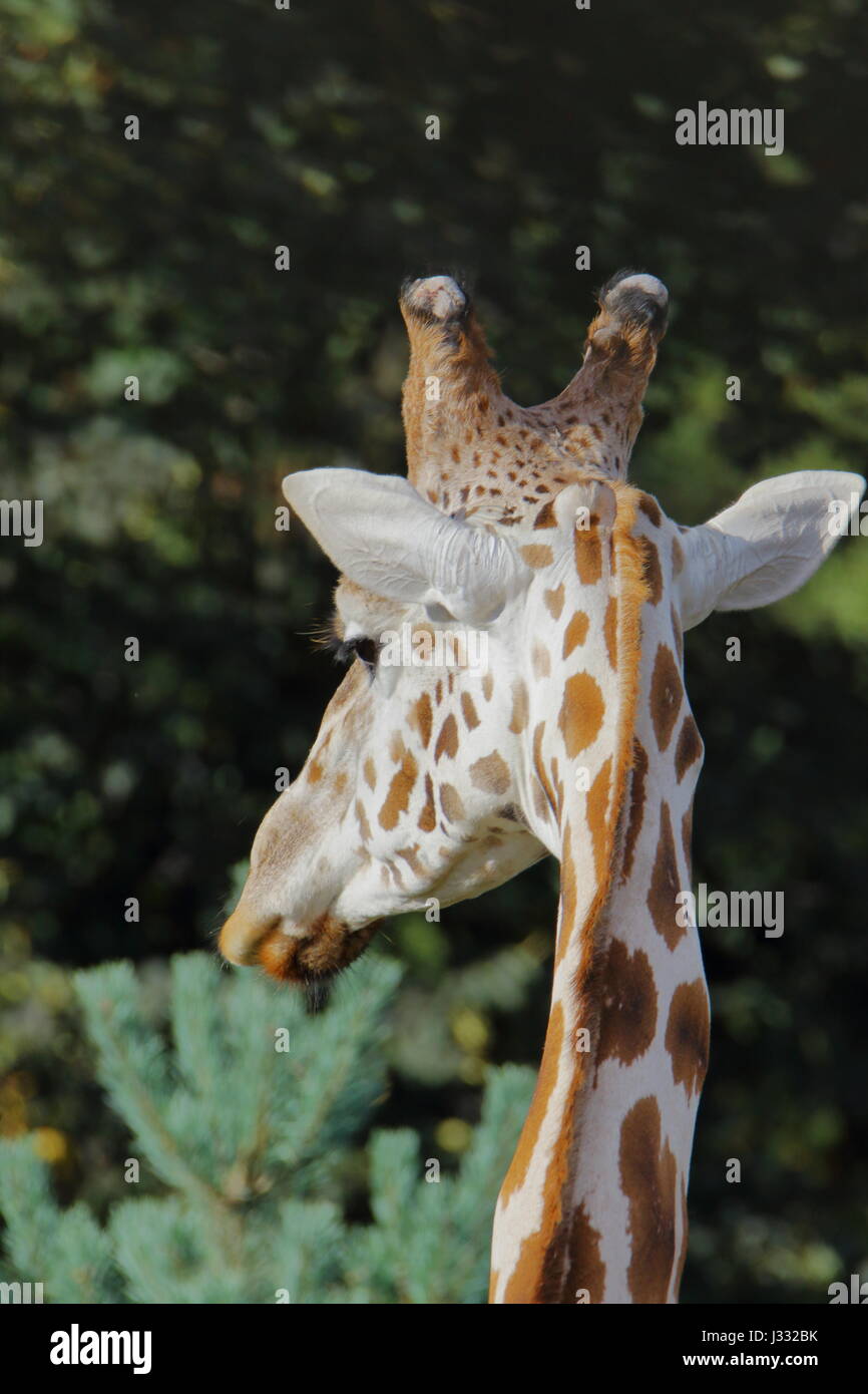 De derrière la tête de Girafe - prises à West Midlands Safari park, Royaume-Uni. Banque D'Images