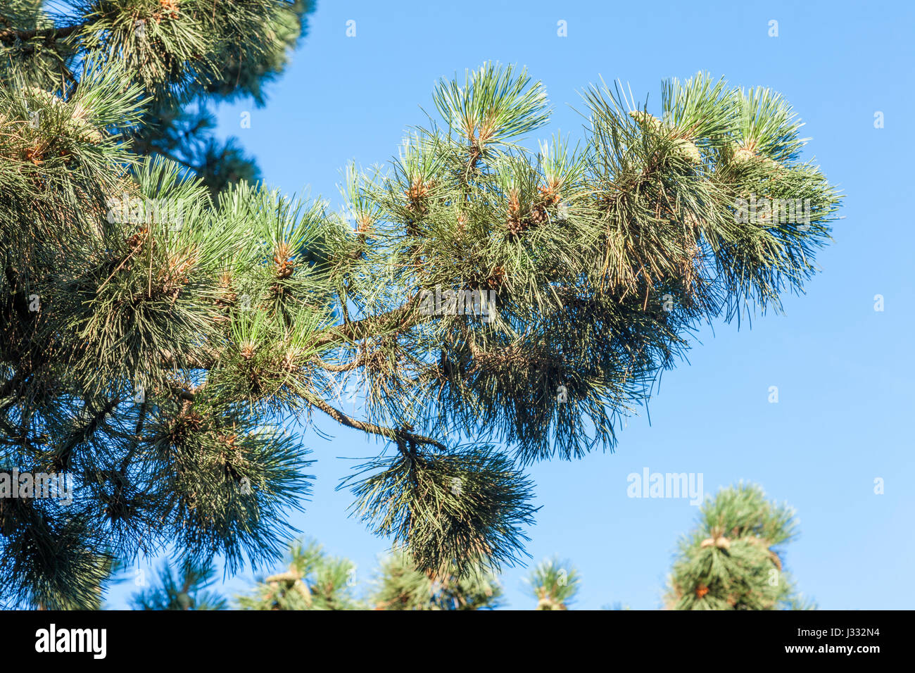 Les aiguilles et la direction générale d'un pin sylvestre (Pinus sylvestris), England, UK Banque D'Images