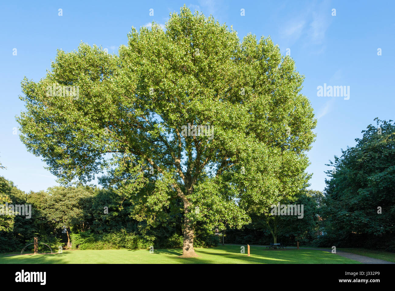 Le peuplier noir (hybride Populus x canadensis) arbre dans un parc, England, UK Banque D'Images